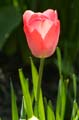 Tulips, Vancouver Gardens