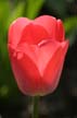 Tulips, Vancouver Gardens