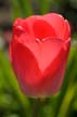 Tulips, Vancouver Gardens