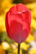 Tulips, Vancouver Gardens