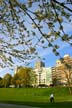 Blossoms, Canada Stock Photographs