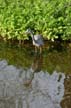 Great Blue Heron, Richmond