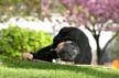 Afternoon Nap, Canada Stock Photographs