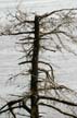 Trees, Canada Stock Photographs