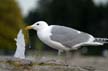 Seagull, Wildlife