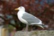 Seagull, Wildlife