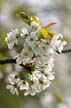 Blossoms, Spring