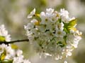 Blossoms, Spring