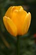 Tulips, Canada Gardens