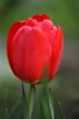 Tulips, Canada Gardens