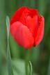 Tulips, Canada Gardens