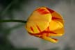 Tulips, Canada Gardens