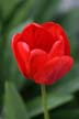 Tulips, Canada Gardens