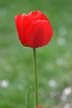 Tulips, Canada Gardens