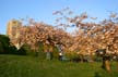 Vancouver Blossoms, Canada Stock Photographs