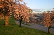 Vancouver Blossoms, Canada Stock Photographs