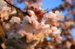 Spring, Vancouver Blossoms