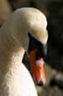 Shy Swan, Canada Stock Photographs