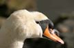 Lost Lagoon, Lost Lagoon Swans