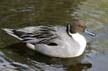 Pintail Duck, Canada Stock Photographs