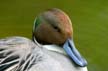 Pintail Duck, Stave Lake Vancouver