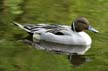 Pintail Duck, Canada Stock Photographs