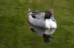 Pintail Duck, Canada Stock Photographs