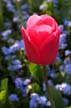 Tulips, Canada Gardens