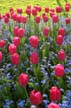 Tulips, Canada Gardens