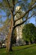 Trees, Canada Stock Photographs