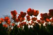 Tulips, Canada Gardens