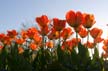 Tulips, Canada Gardens