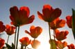 Tulips, Canada Gardens