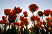 Tulips, Canada Gardens