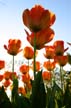 Tulips, Canada Gardens