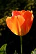 Tulips, Canada Gardens