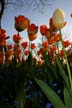 Tulips, Canada Gardens