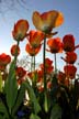 Tulips, Canada Gardens