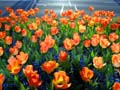 Tulips, Canada Gardens