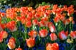 Tulips, Canada Gardens