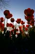 Tulips, Canada Gardens