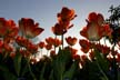 Tulips, Canada Gardens