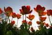 Tulips, Canada Gardens