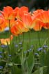 Tulips, Vancouver Gardens