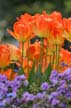 Tulips, Vancouver Gardens