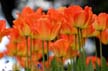 Tulips, Vancouver Gardens