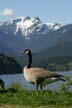 Grouse Mountain, Canada Stock Photos