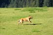 Dogs & Parks, Vancouver Parks