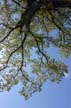 Flowering Trees, Stanley Park