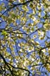 Flowering Trees, Stanley Park